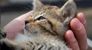 Как да разберете възрастта на намереното коте